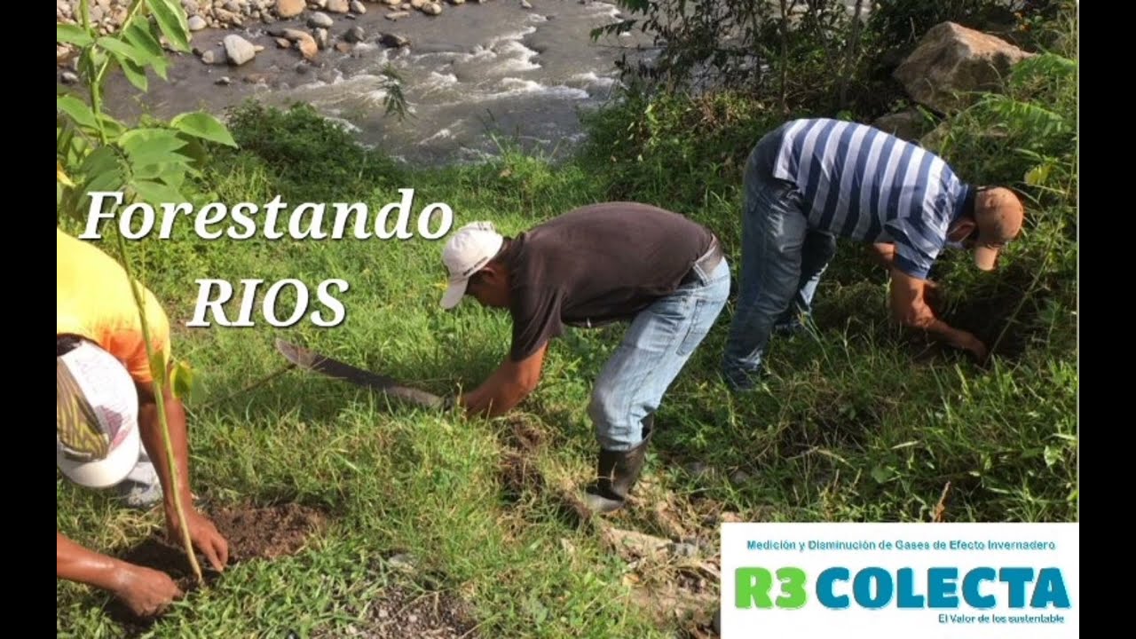 árboles que crecen a orillas del río