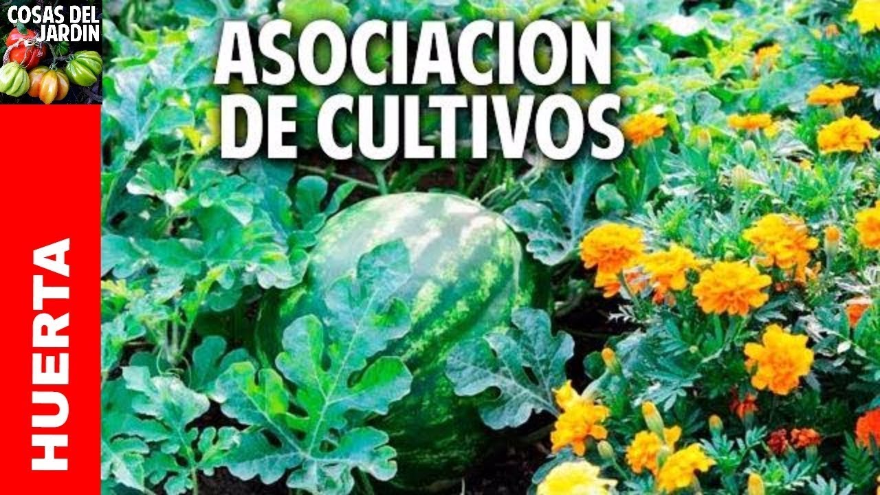 asociación de cultivos en el huerto