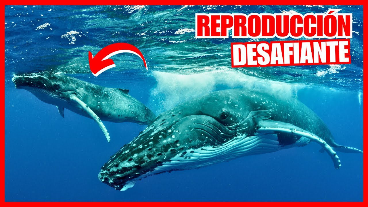 como es la reproduccion de las ballenas