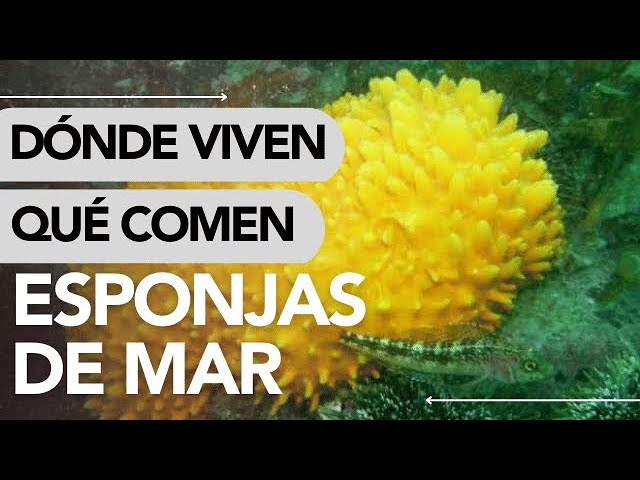 cómo se alimentan las esponjas de mar