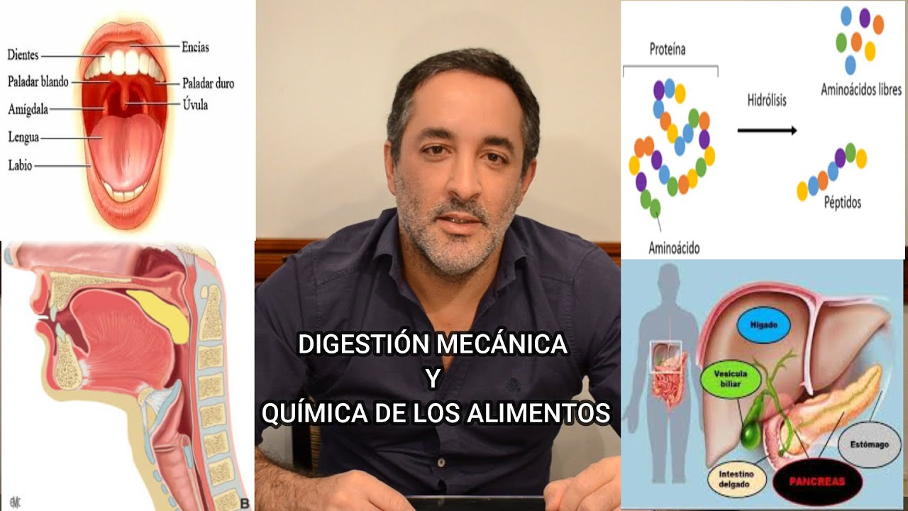 cual es la ecuacion quimica de la digestion