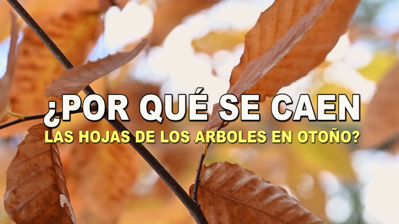 cuáles son las características del otoño