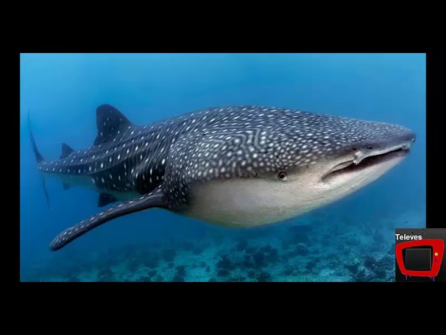 cuantos años llegan a vivir los tiburones