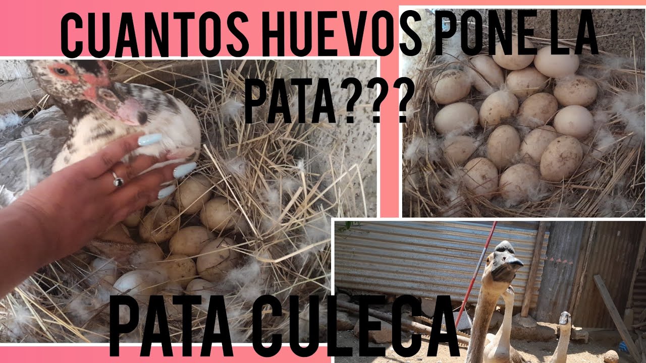 cuántos huevos pone una pata al día