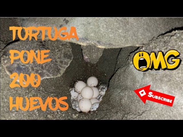 cuantos huevos pone una tortuga marina