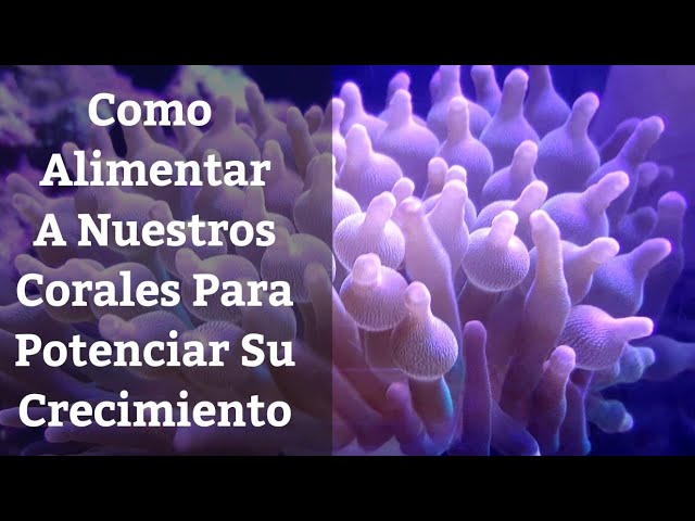 de que se alimentan los corales
