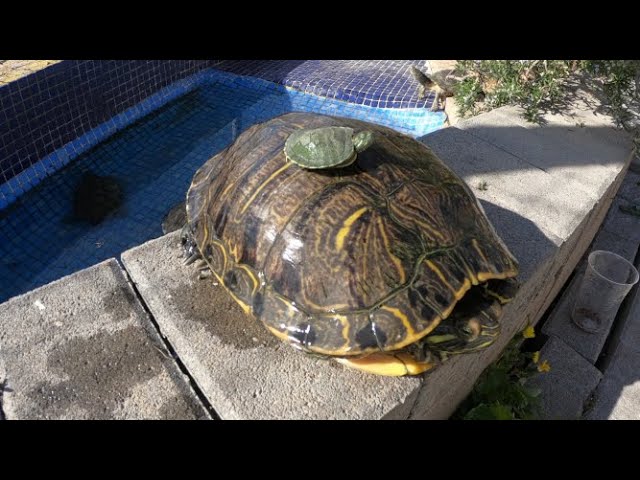 en cuanto tiempo crece una tortuga