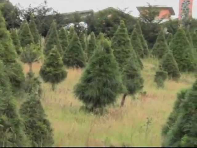 especies de pino en mexico