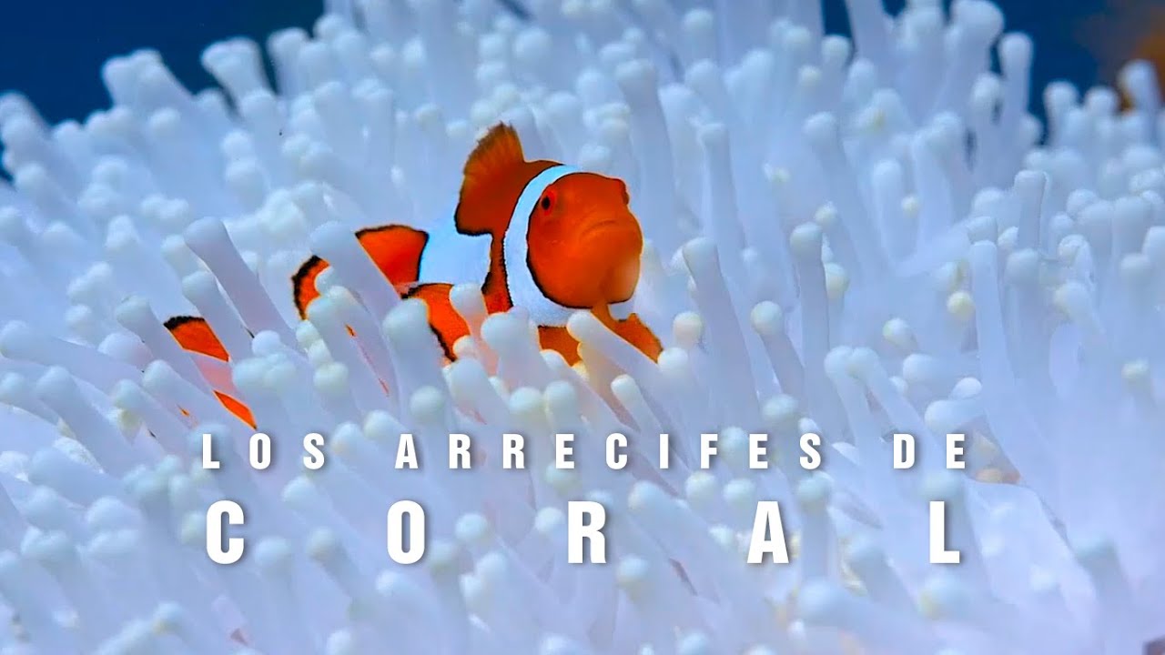 fauna de los arrecifes de coral