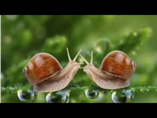 fauna y flora de los humedales en colombia