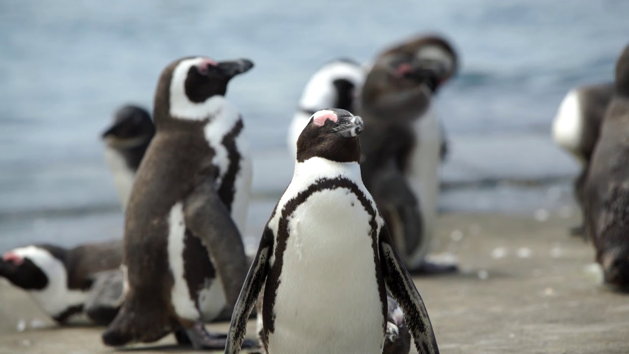 flora y fauna de clima polar
