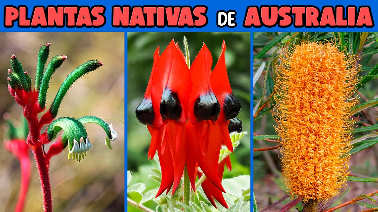 flores de australia con sus nombres