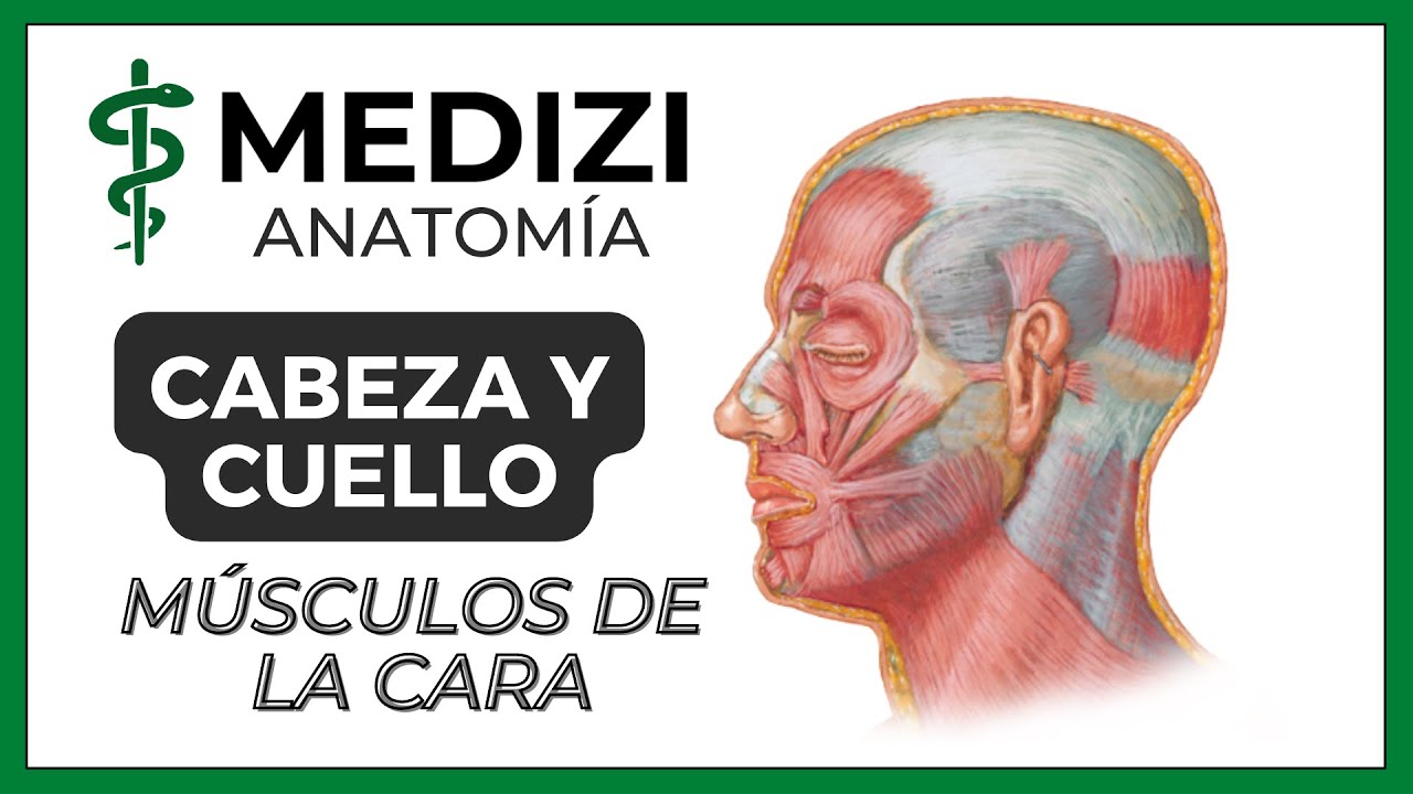 musculos de cara y cuello