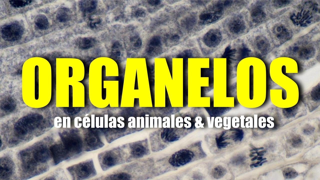 organelos exclusivos de la célula animal