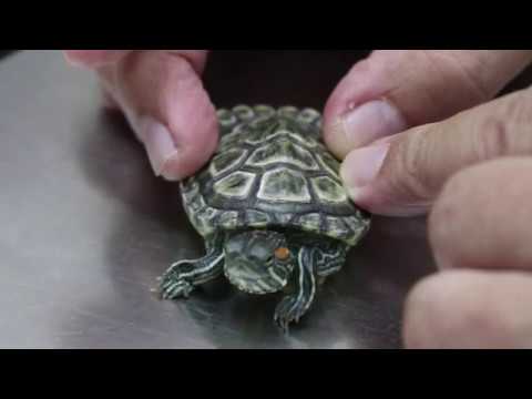 porque a las tortugas se le pone el caparazon blando