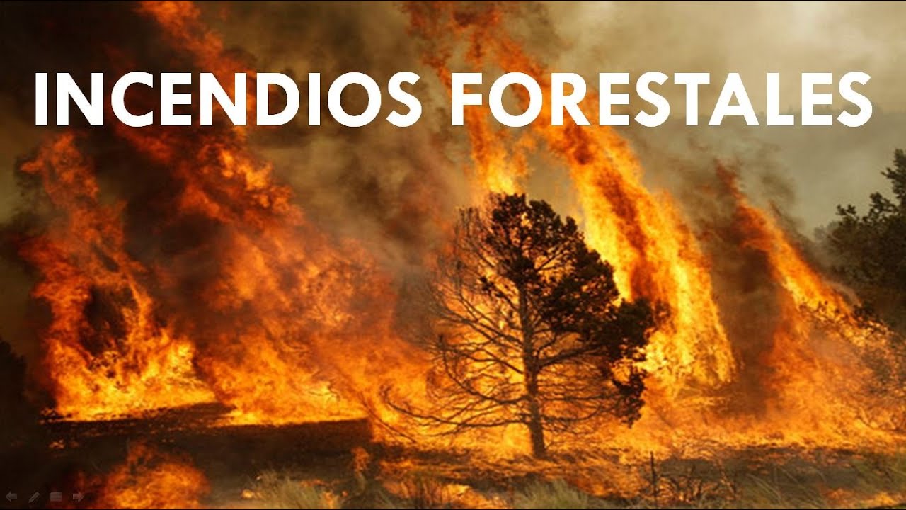 tipos de combustibles en incendios forestales