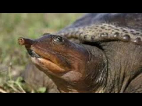 utilidad del caparazon de las tortugas