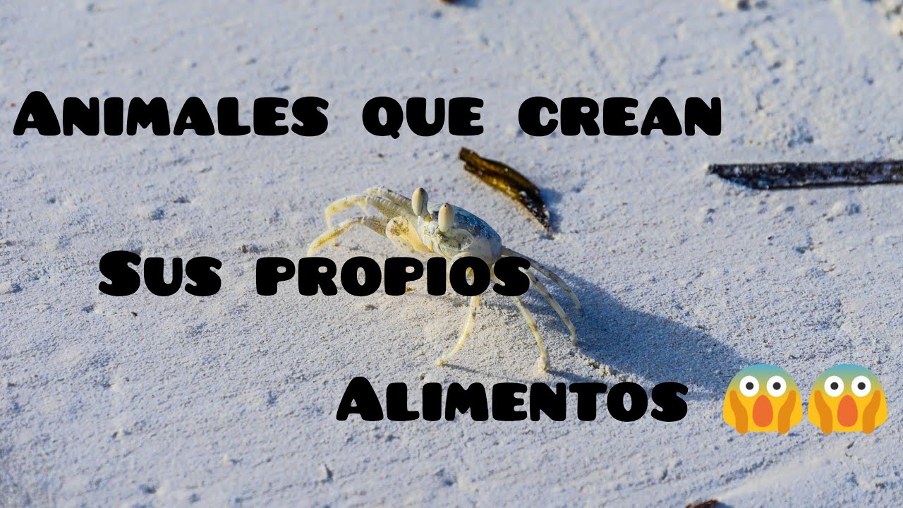 animales que fabrican su propio alimento