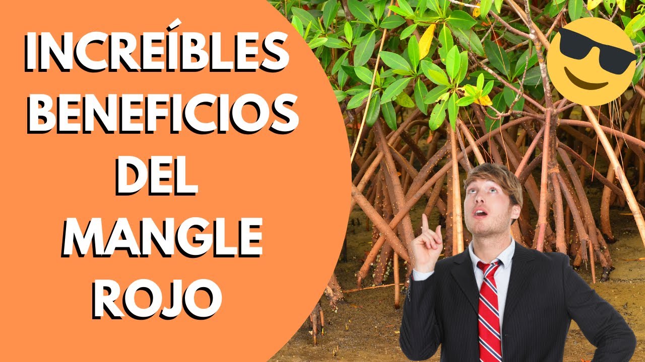 beneficios del te de mangle rojo