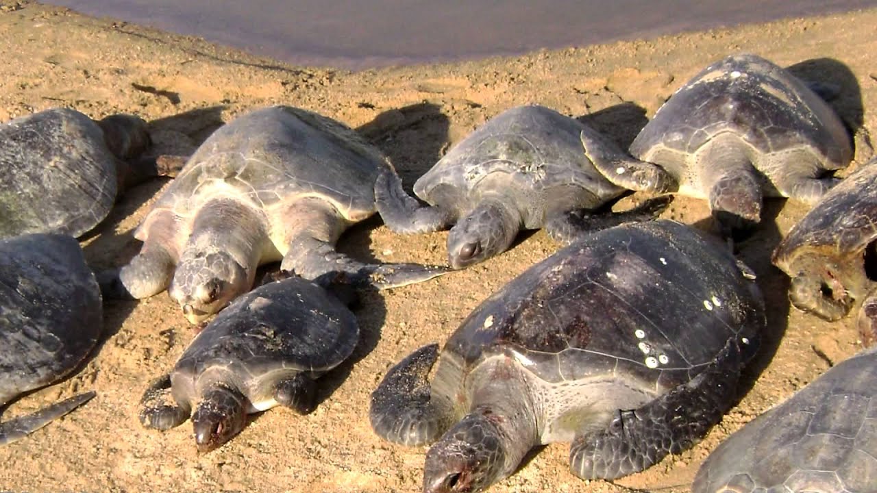 ciclo de vida de la tortuga golfina