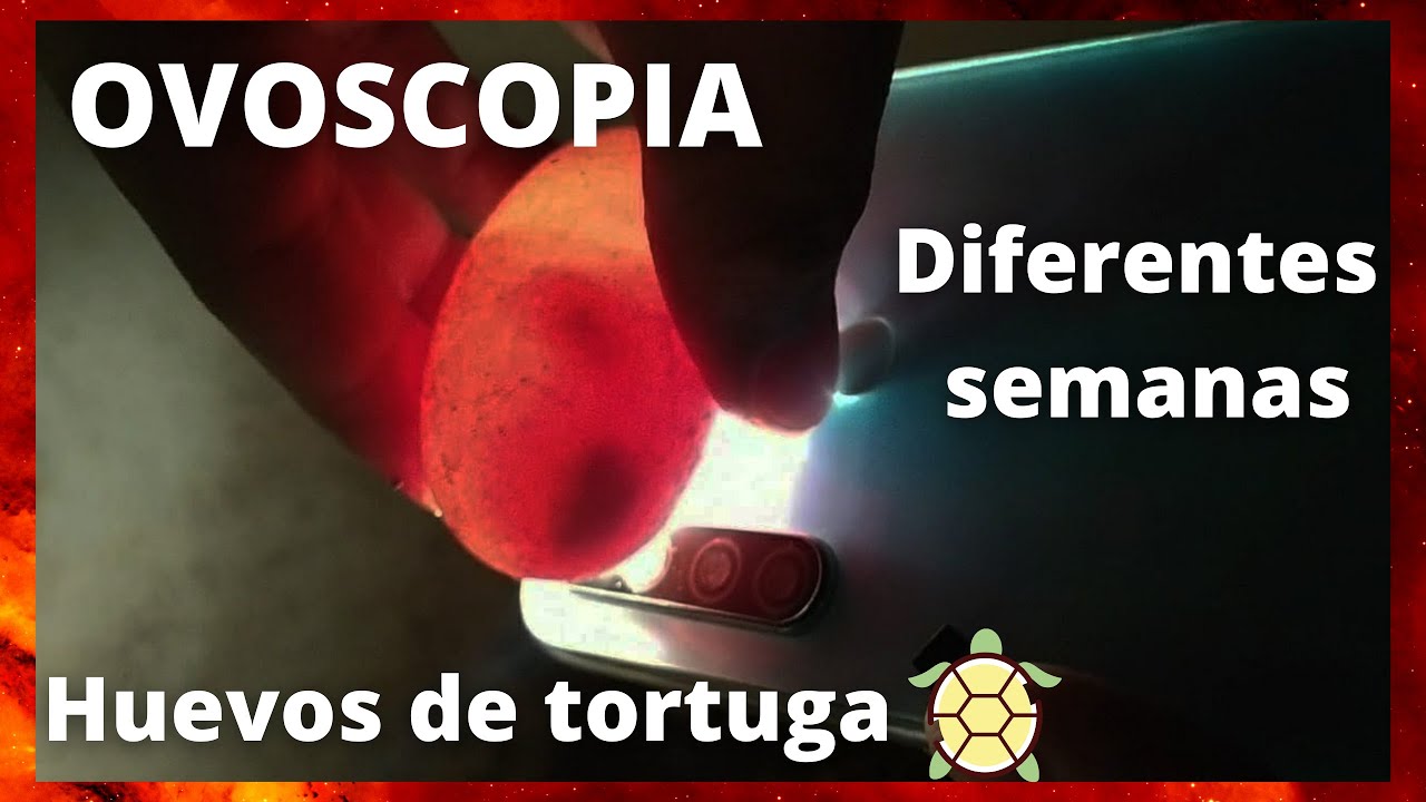 como saber si un huevo de tortuga es fertil