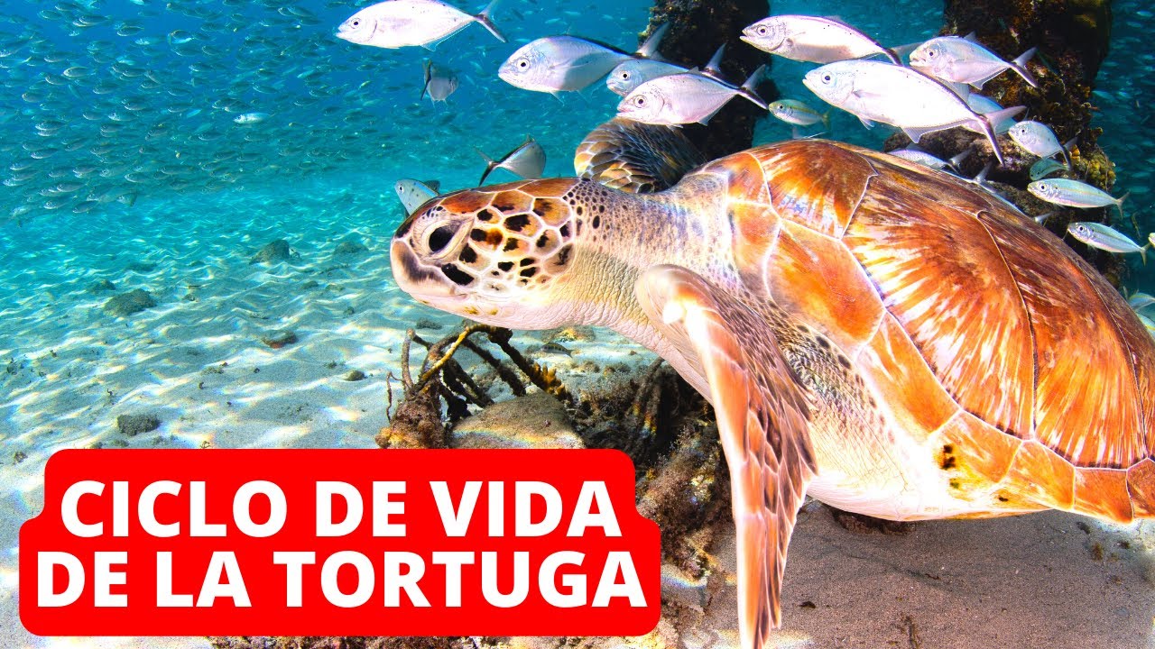 cual es el ciclo de la vida de una tortuga