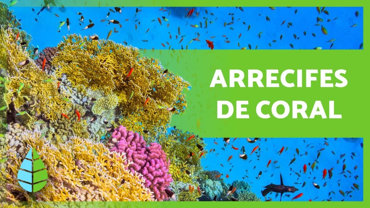 cual es la funcion de los arrecifes de coral