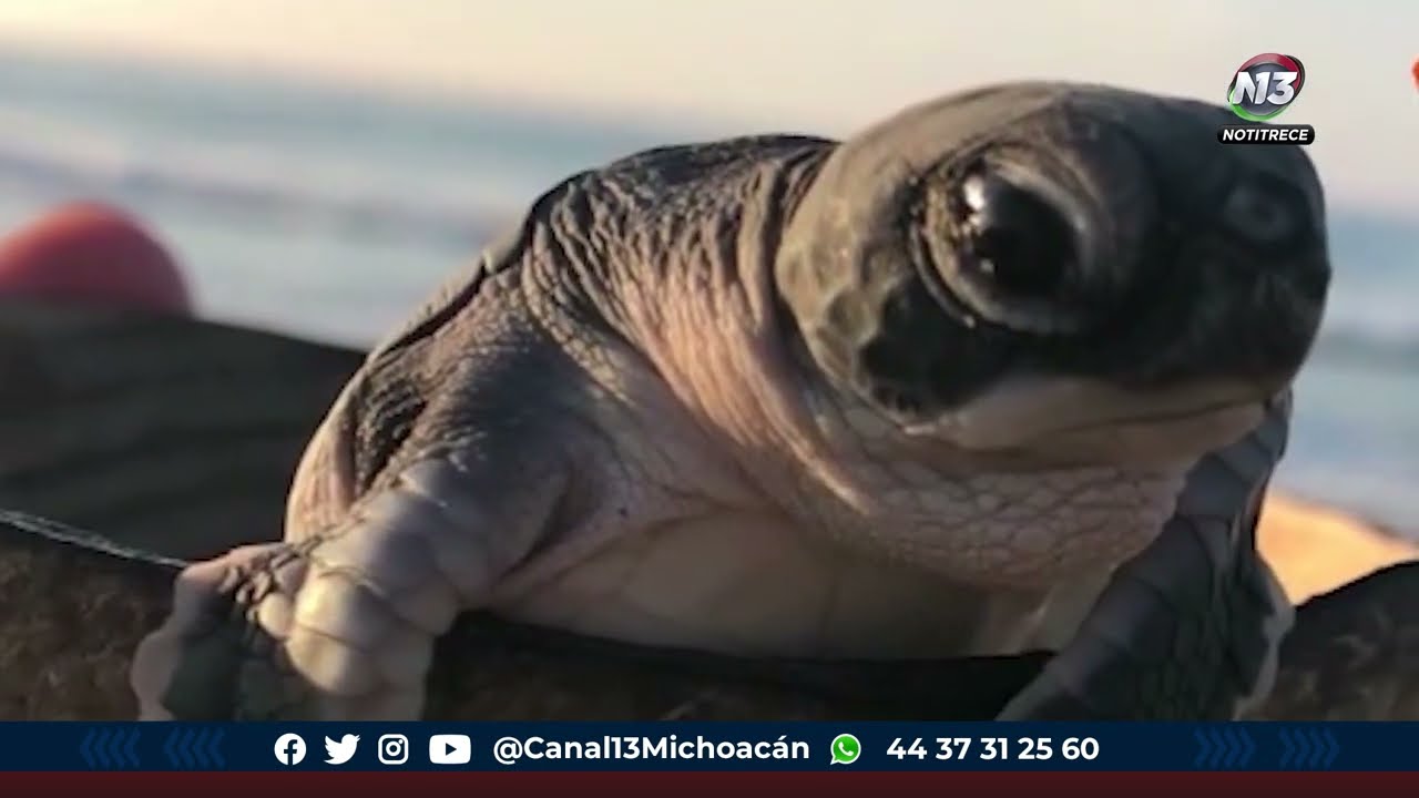 cuáles son los depredadores de las tortugas