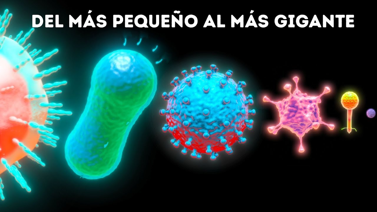 del mas pequeño al mas grande