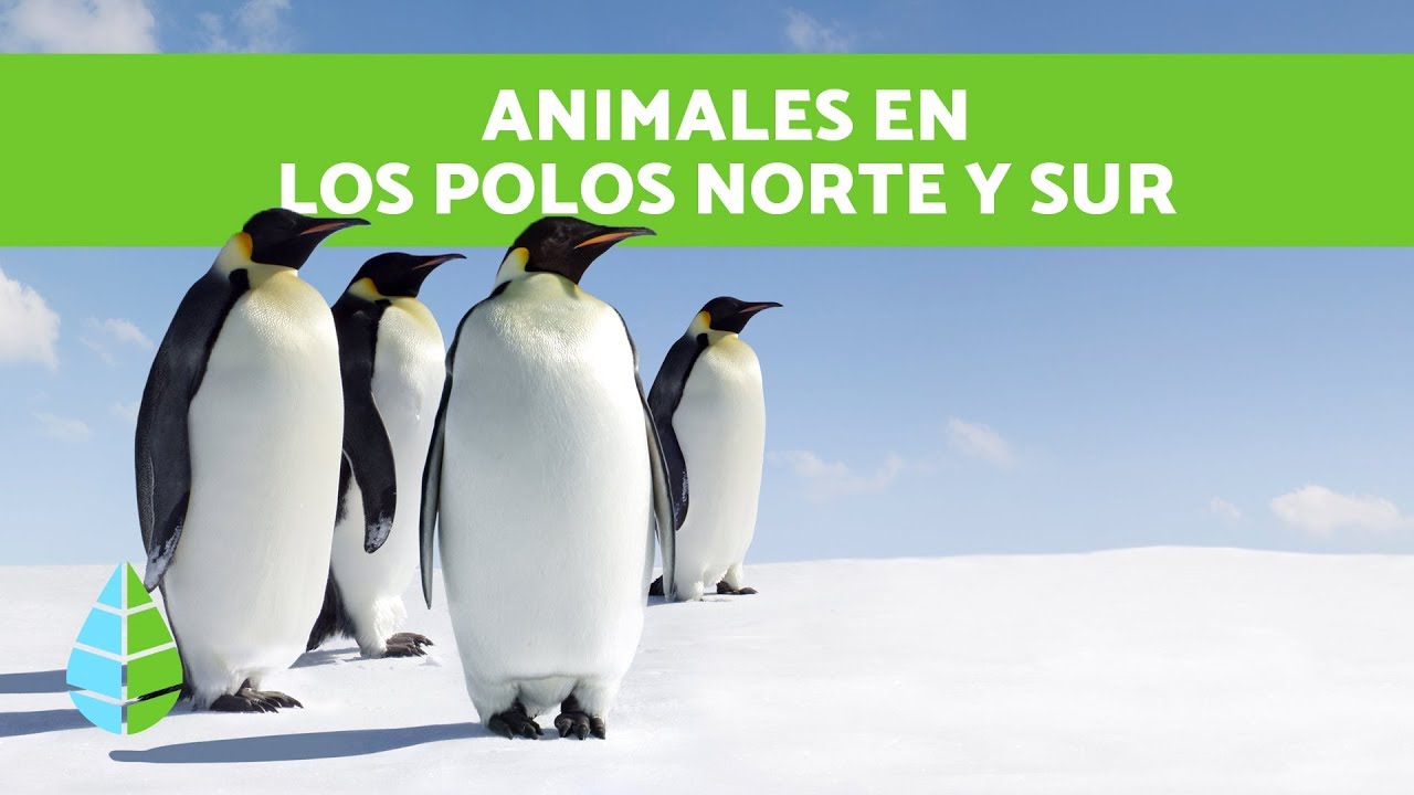 fauna de las zonas polares