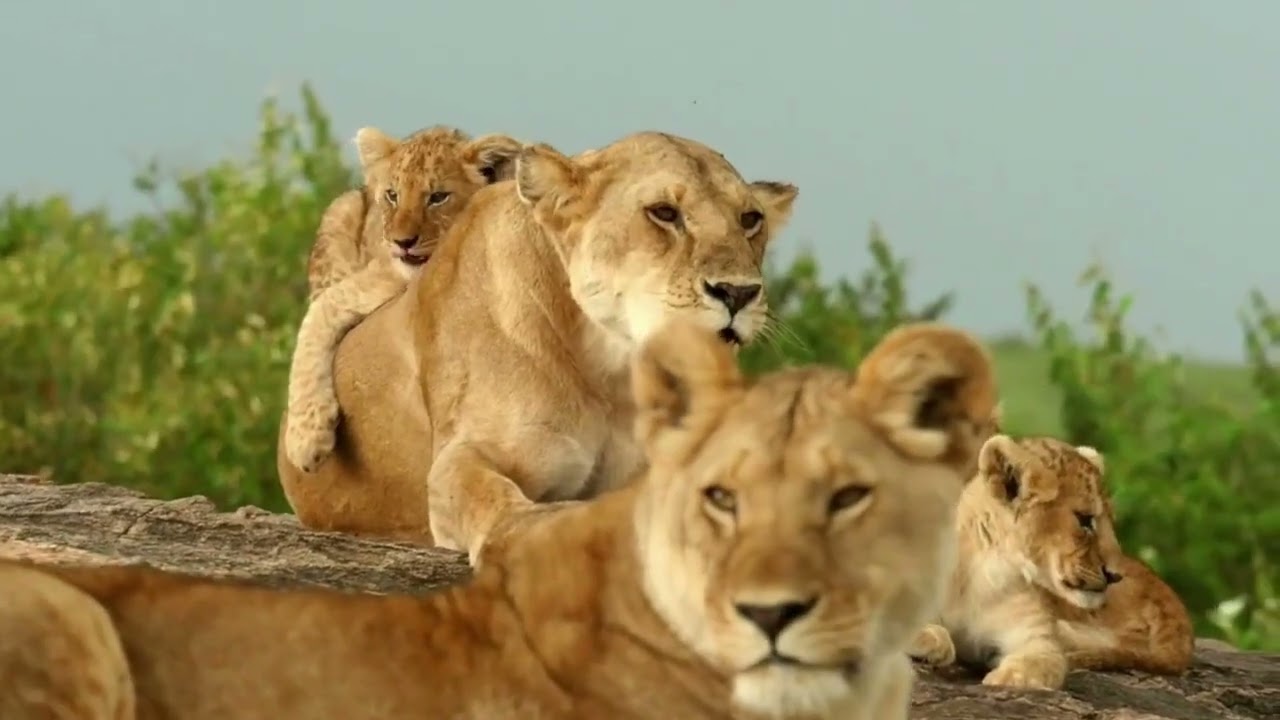 flora y fauna en nigeria