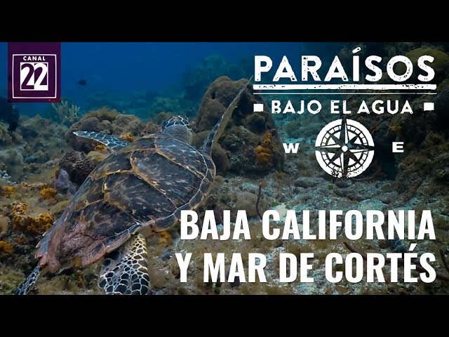 mar de cortes la paz