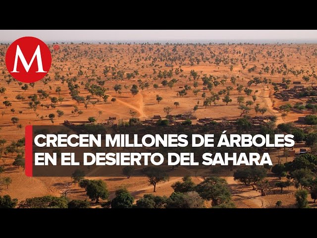 petroleo en el desierto del sahara