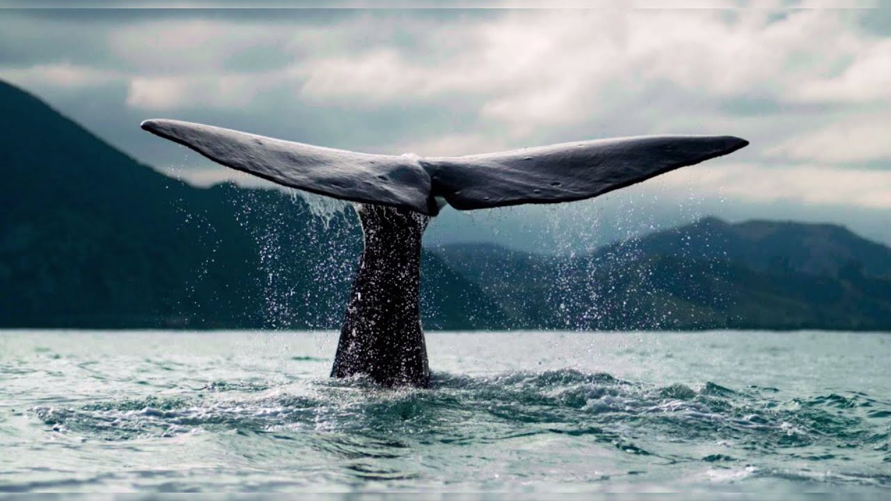 que productos se obtienen de la ballena