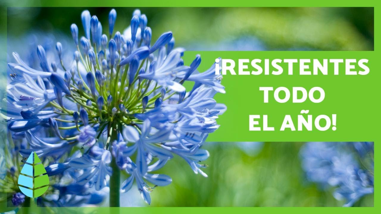 10 plantas de clima templado