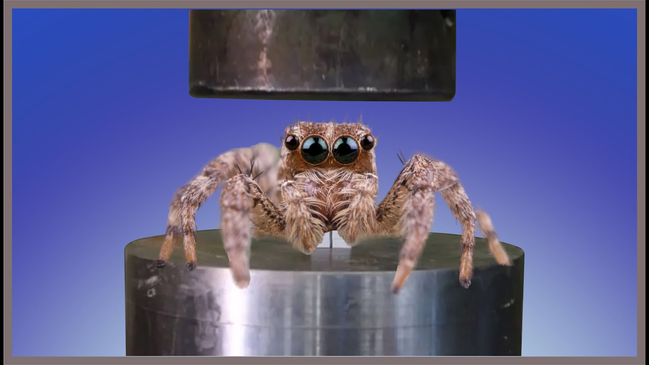 cuales son los usos de las prensas hidraulicas