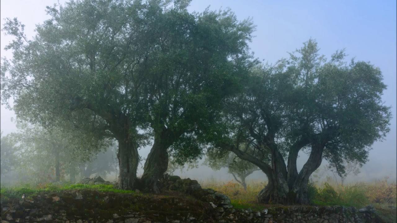 dicho de un color verde como una aceituna