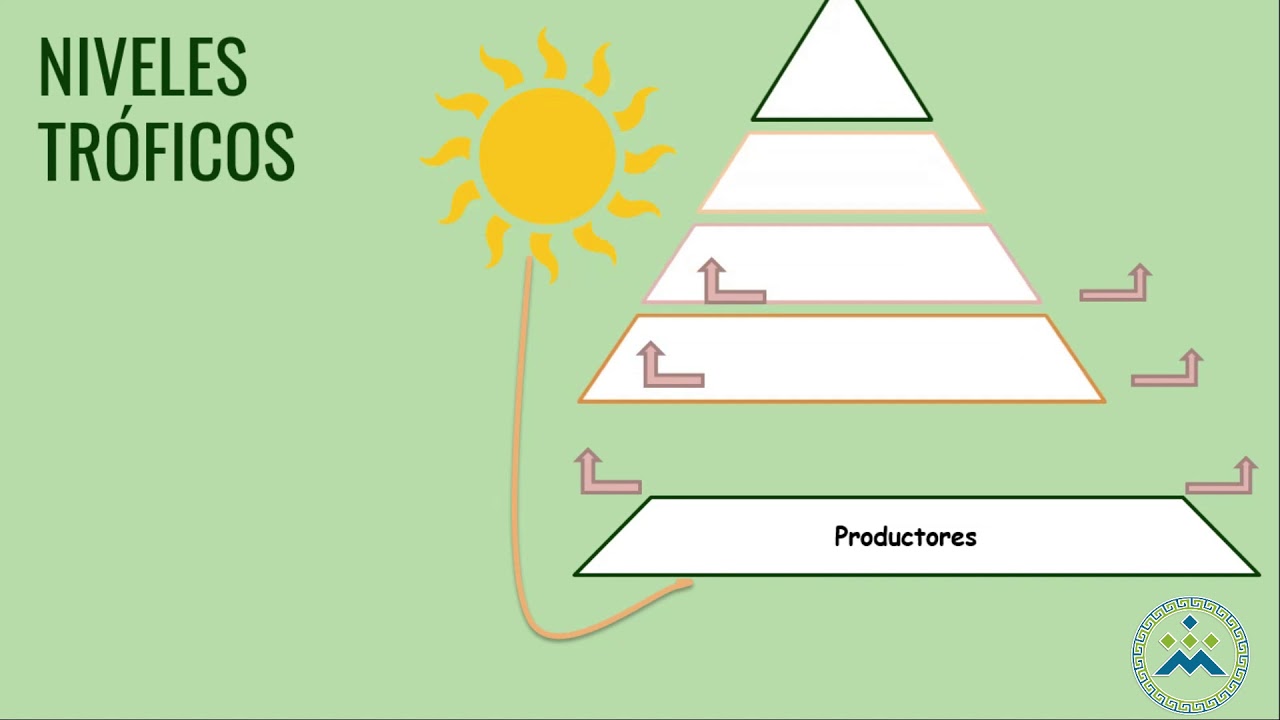 formas de obtencion de energia de los seres vivos