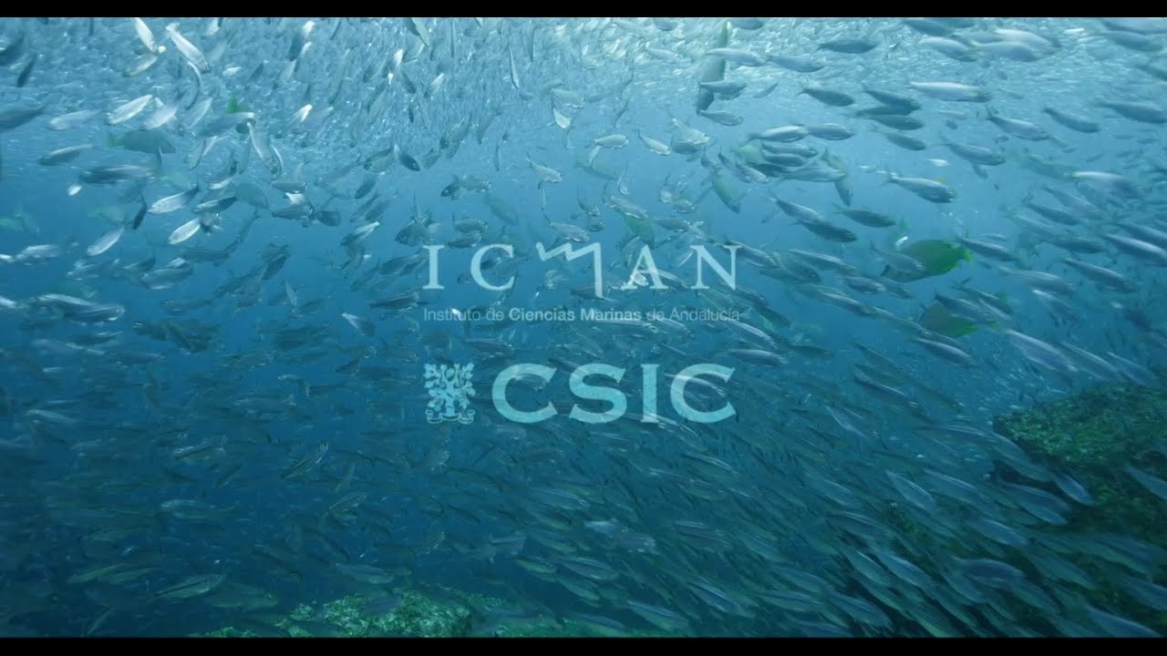 instituto de ciencias marinas de andalucía