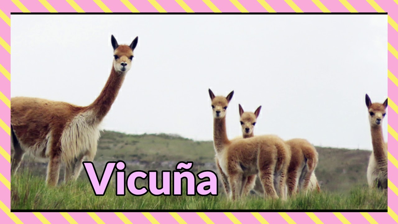 la sierra flora y fauna