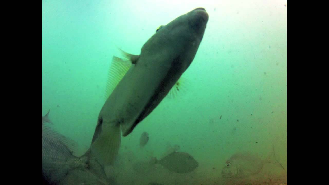 peces del mar de cortez