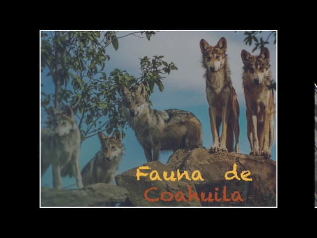 region norte de coahuila flora y fauna