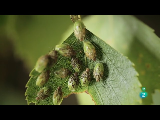 animales y plantas de rusia