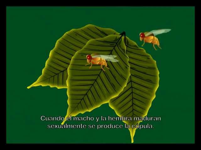 ciclo de la mosca de la fruta