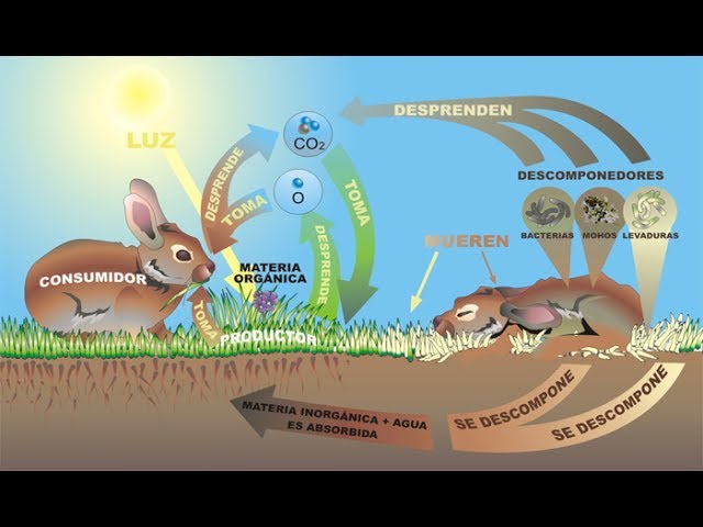 como se mide la energia que requieren los seres vivos