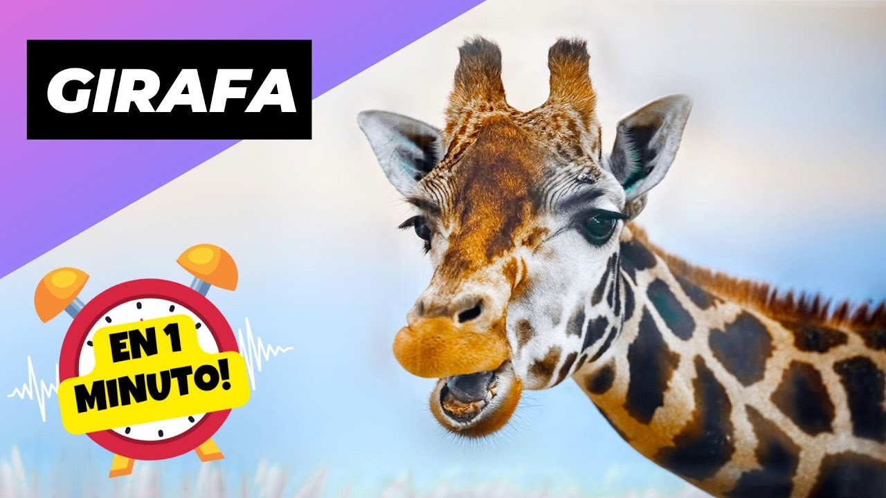 cual es el animal mas alto del mundo