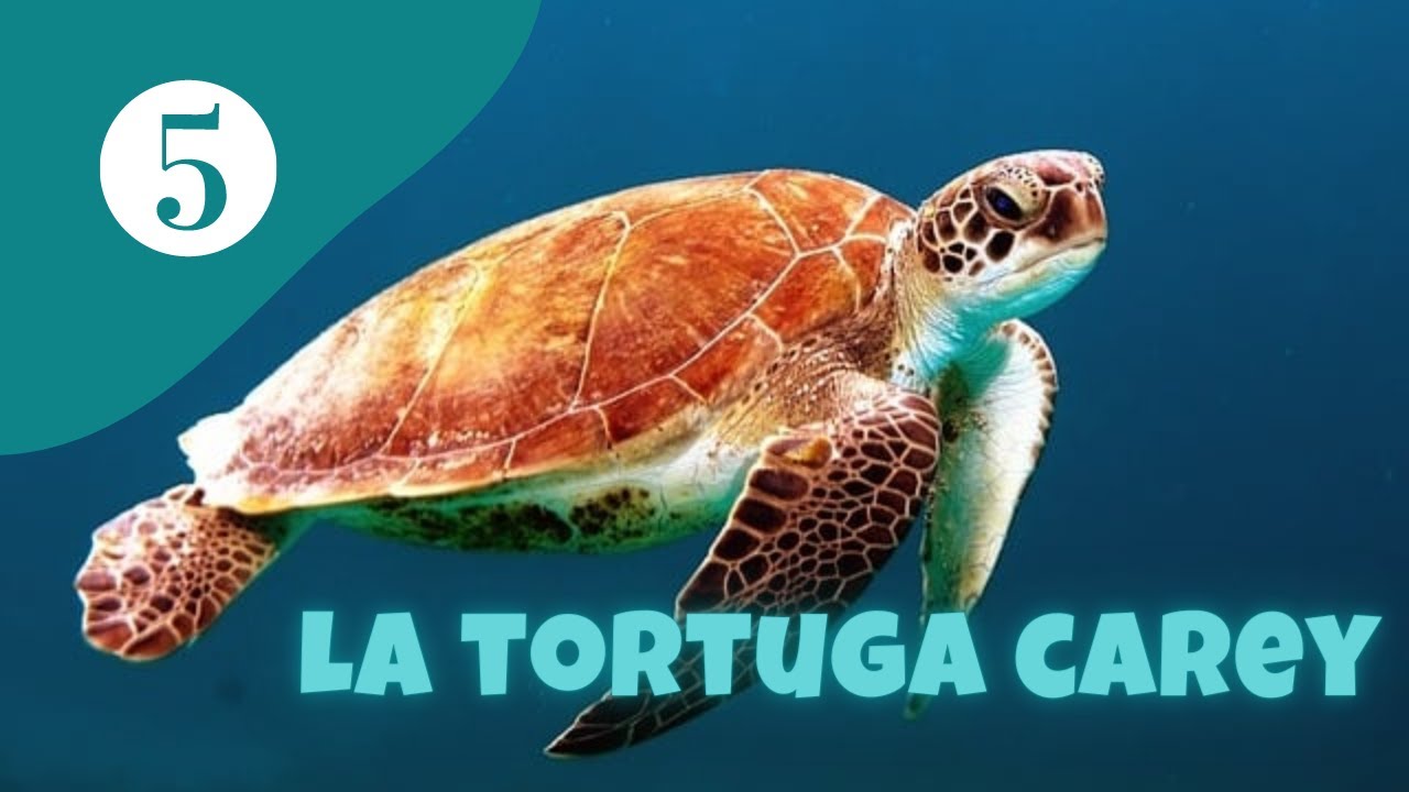 donde vive la tortuga de carey