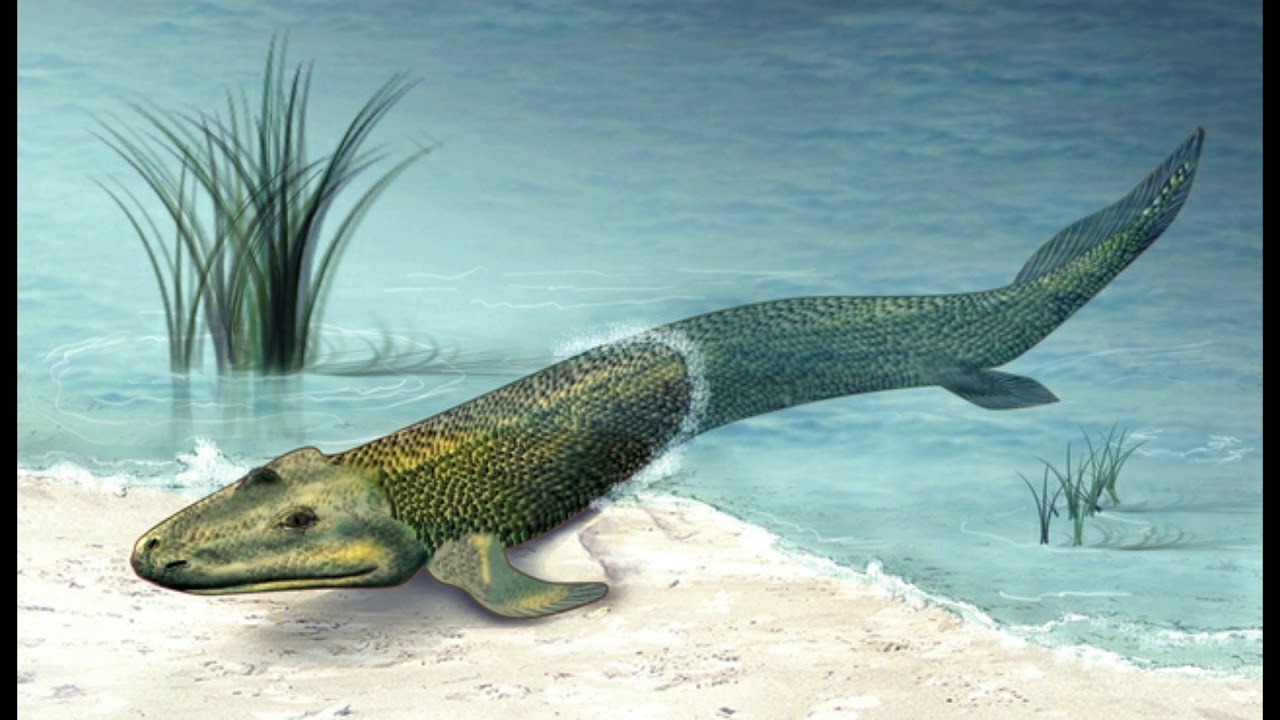 era precambrica paleozoica mesozoica cenozoica