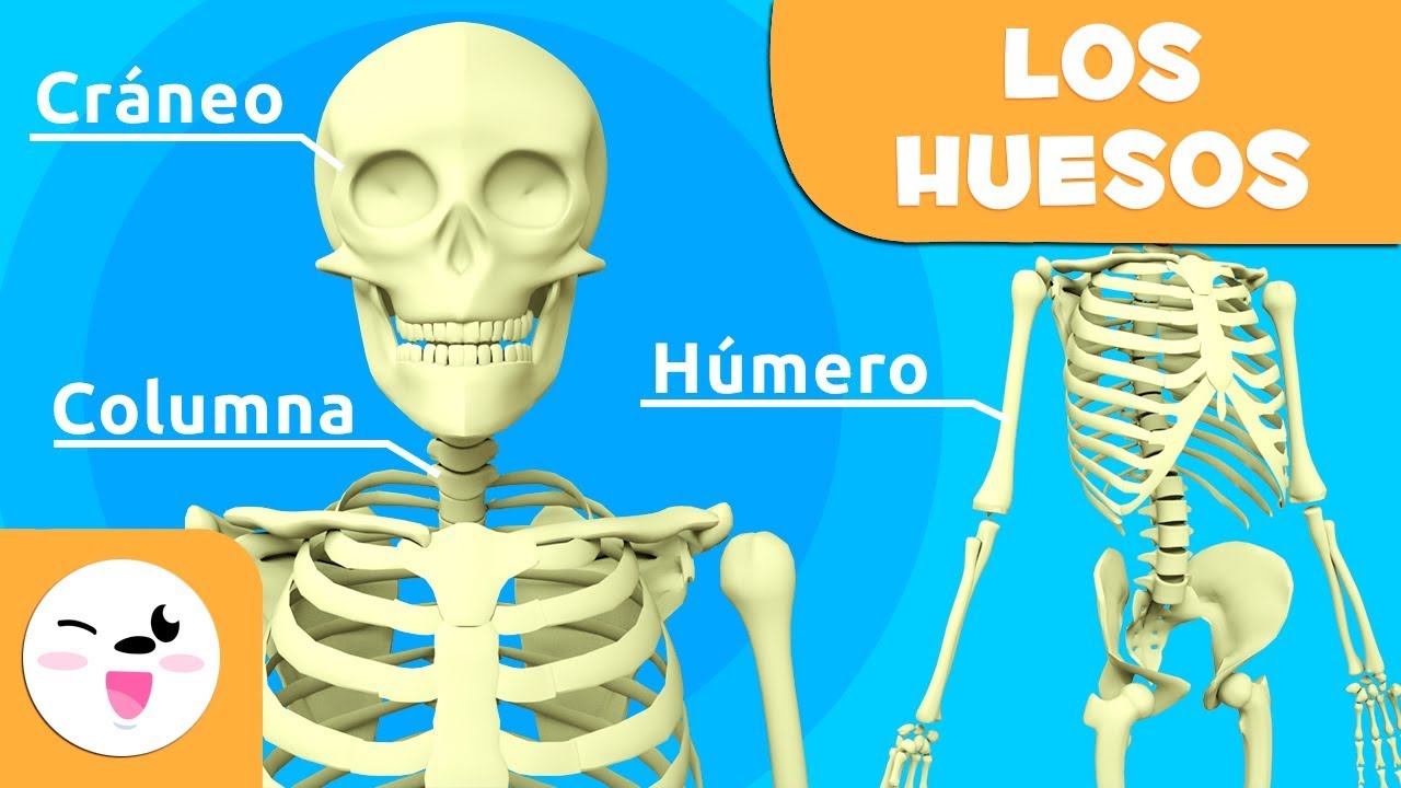 esqueleto humano con sus nombres