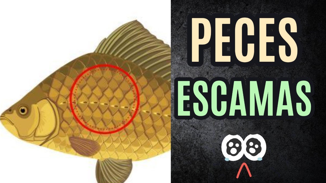 funcion de las escamas de los peces